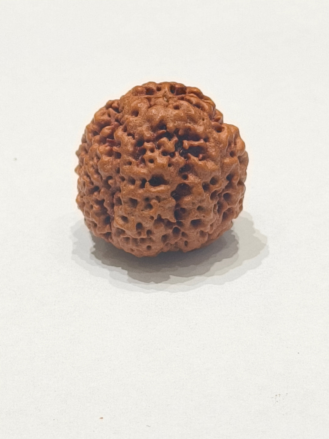 Nirakar Rudraksha bead natural Nepali premium formless Rudraksha. Indiaβs Premium Rudraksha Beads Brand - www.satvikstore.in