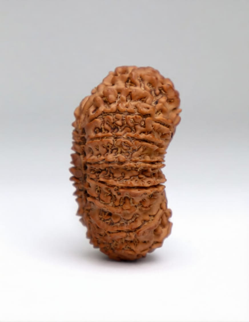 21 Mukhi Rudraksha