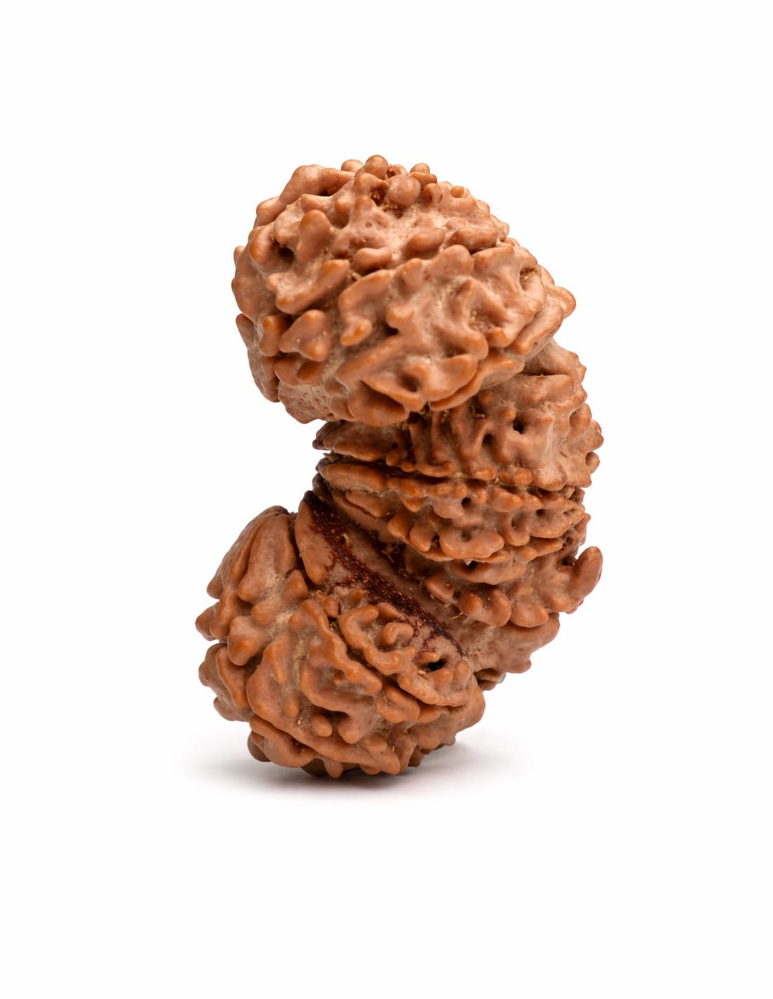 Trijuti Rudraksha