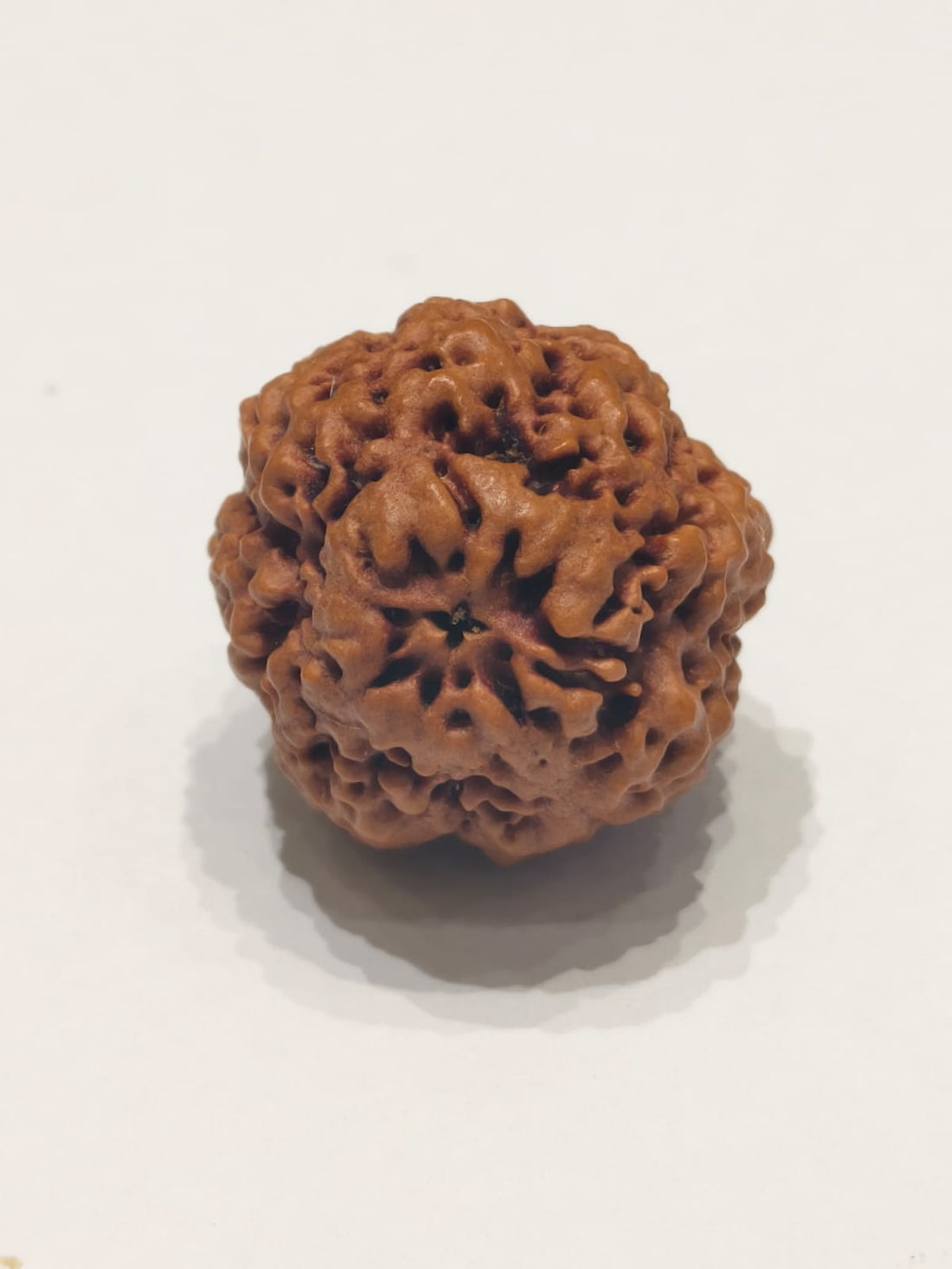 Nirakar Rudraksha Bead (Premium)