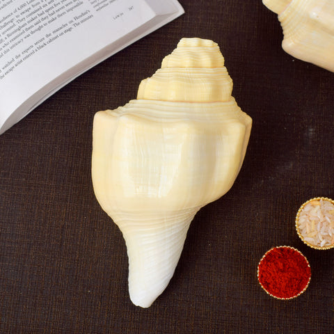 Debadutta Shankh (Turbinella Pyrum) β Sacred Symbol of Peace, Purity & Divine Energy