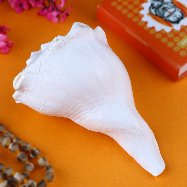 Authentic Dakshinavarti Shankh, a sacred right-handed conch shell revered for attracting wealth and positive energy, ideal for pooja, vastu, and spiritual rituals. 
India’s Largest Pooja Accessories Brand – www.satvikstore.in