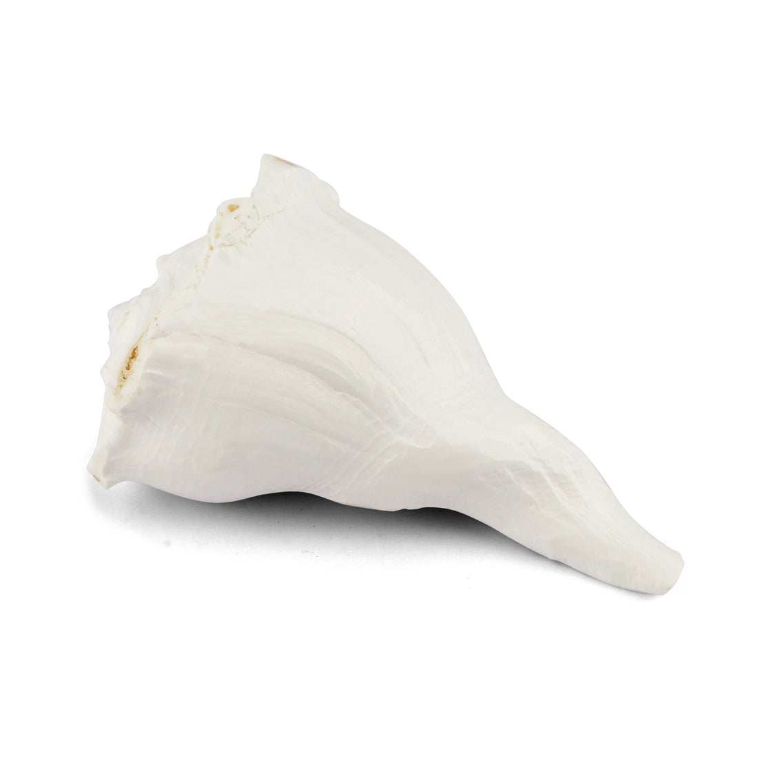 10cm Regular Dakshinavarti Shankh (Conch Shell)