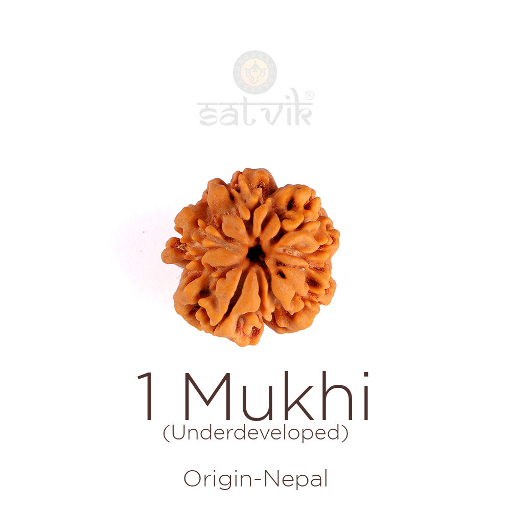 1 Mukhi Rudraksha: The Ultimate Guide to the Rarest Sacred Bead