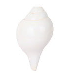 Natural 100% Original Sacred Blowing Shankh 13 cm