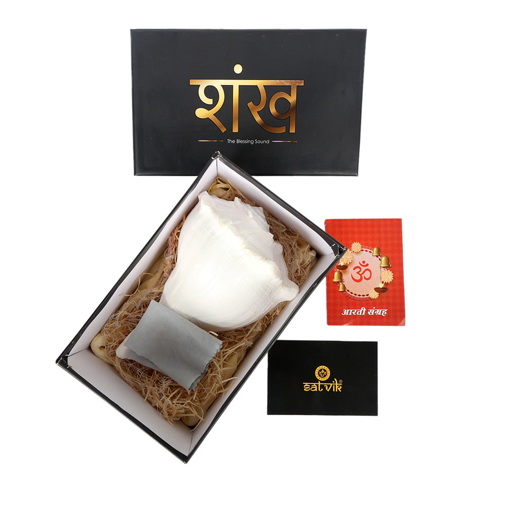 8 Inch Natural Dakshinavarti Valampuri Shankh – Sacred Shell