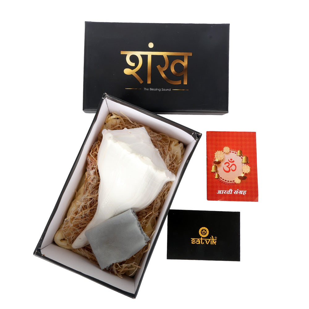 19cm Natural Dakshinavarti Valampuri Shankh – Sacred Shell