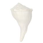 19cm Natural Dakshinavarti Valampuri Shankh – Sacred Shell