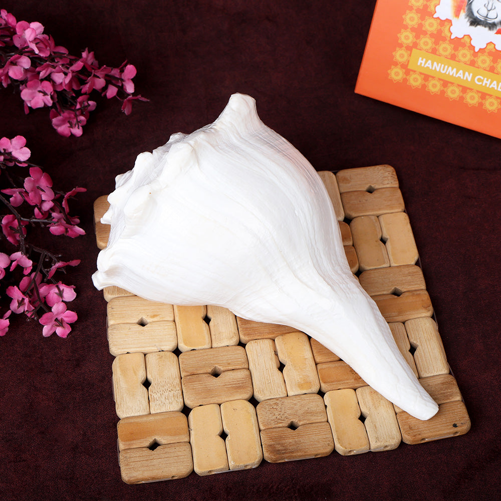 8 Inch Natural Dakshinavarti Valampuri Shankh – Sacred Shell