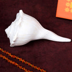 12.7 cm Sacred Dakshinavarti Valampuri Shankh