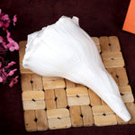19cm Natural Dakshinavarti Valampuri Shankh – Sacred Shell