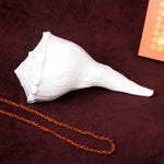 19cm Natural Dakshinavarti Valampuri Shankh – Sacred Shell