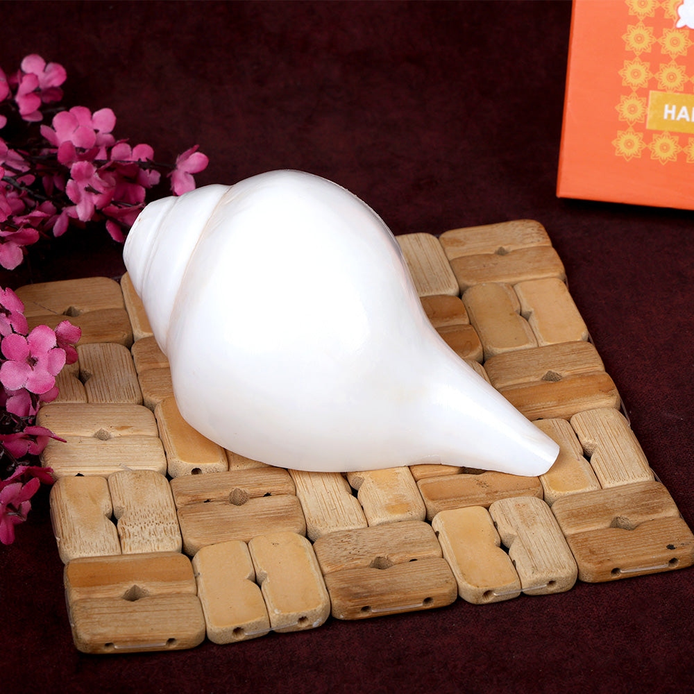 Natural 100% Original Sacred Blowing Shankh 13 cm