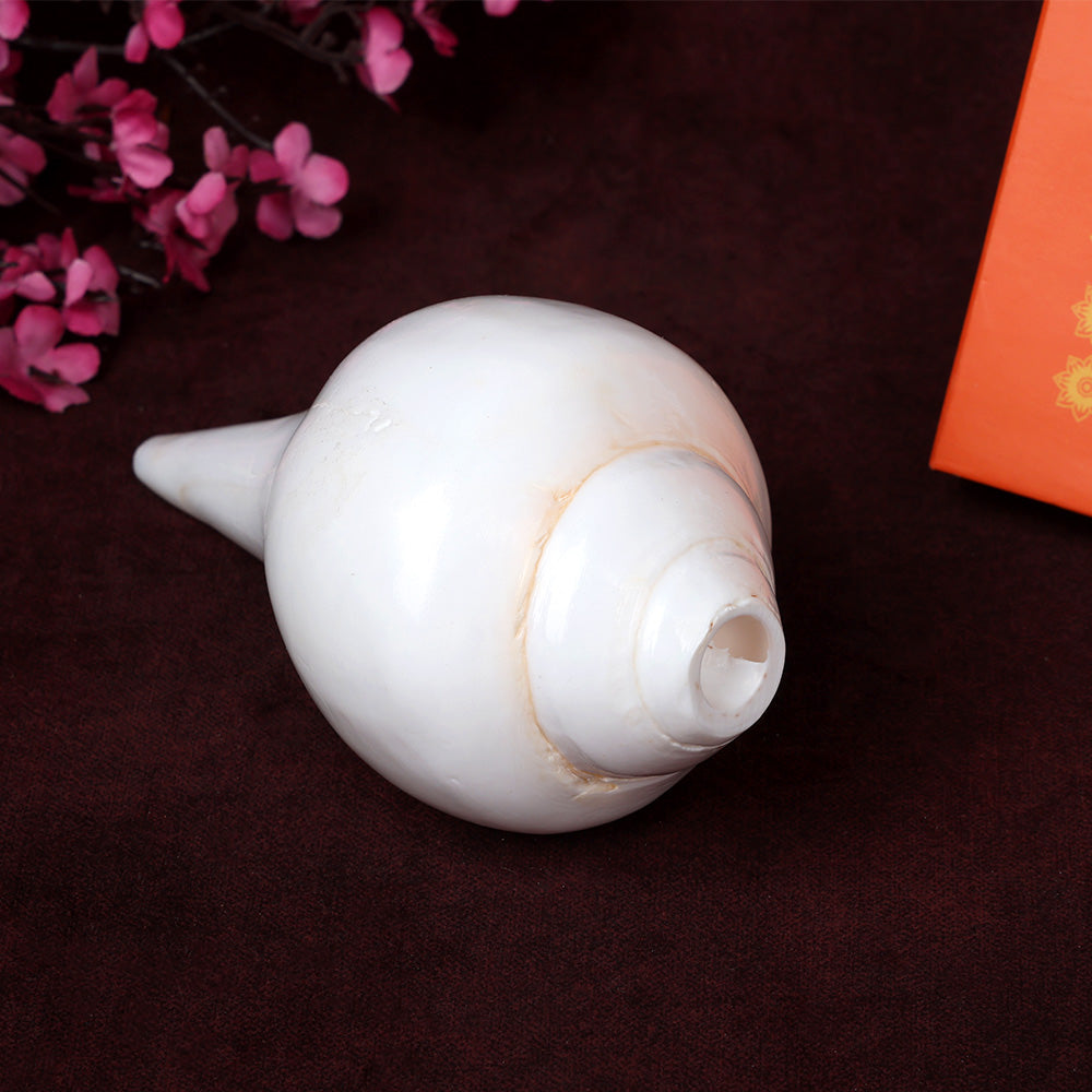 Natural 100% Original Sacred Blowing Shankh 13 cm