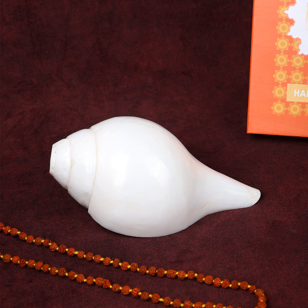 Natural 100% Original Sacred Blowing Shankh 13.5 Cm