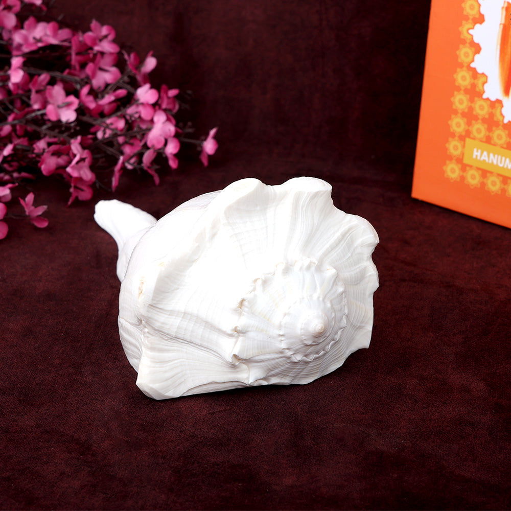 17.7 cm Natural Dakshinavarti Valampuri Shankh – Sacred Shell