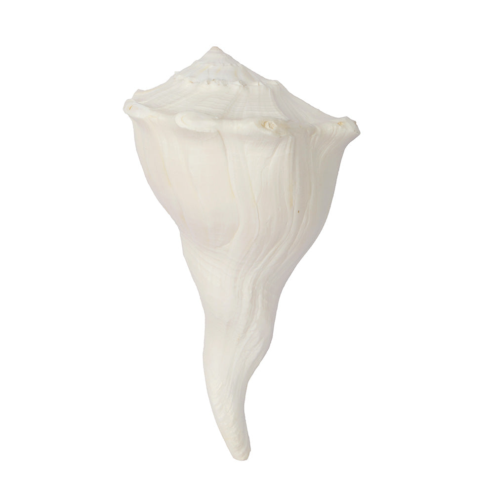 17.7 cm Natural Dakshinavarti Valampuri Shankh – Sacred Shell