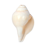 Natural 100% Original Vamavarti Shankha 5.5 Inch