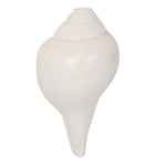 Natural 100% Original Vamavarti Shankha 6.5 Inch