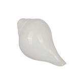 Natural 100% Original Vamavarti Shankha 6.5 Inch