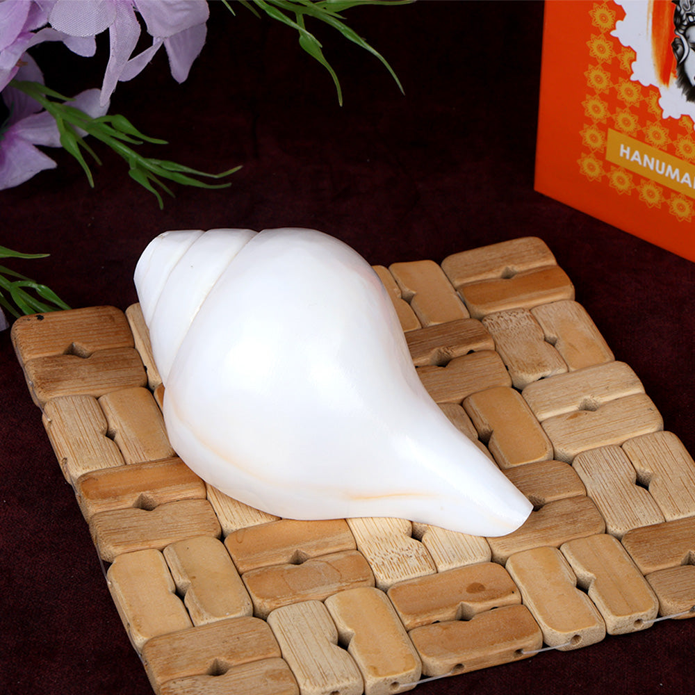 Natural 100% Original Vamavarti Shankha 5 Inch