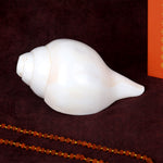 Natural 100% Original Vamavarti Shankha 5.5 Inch