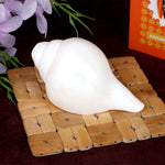Natural 100% Original Vamavarti Shankha 5.5 Inch