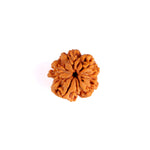 1 Mukhi Rudraksha (Underdeveloped)