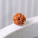 1 Mukhi Rudraksha (Underdeveloped)
