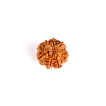 7 Mukhi Rudraksha (Regular)