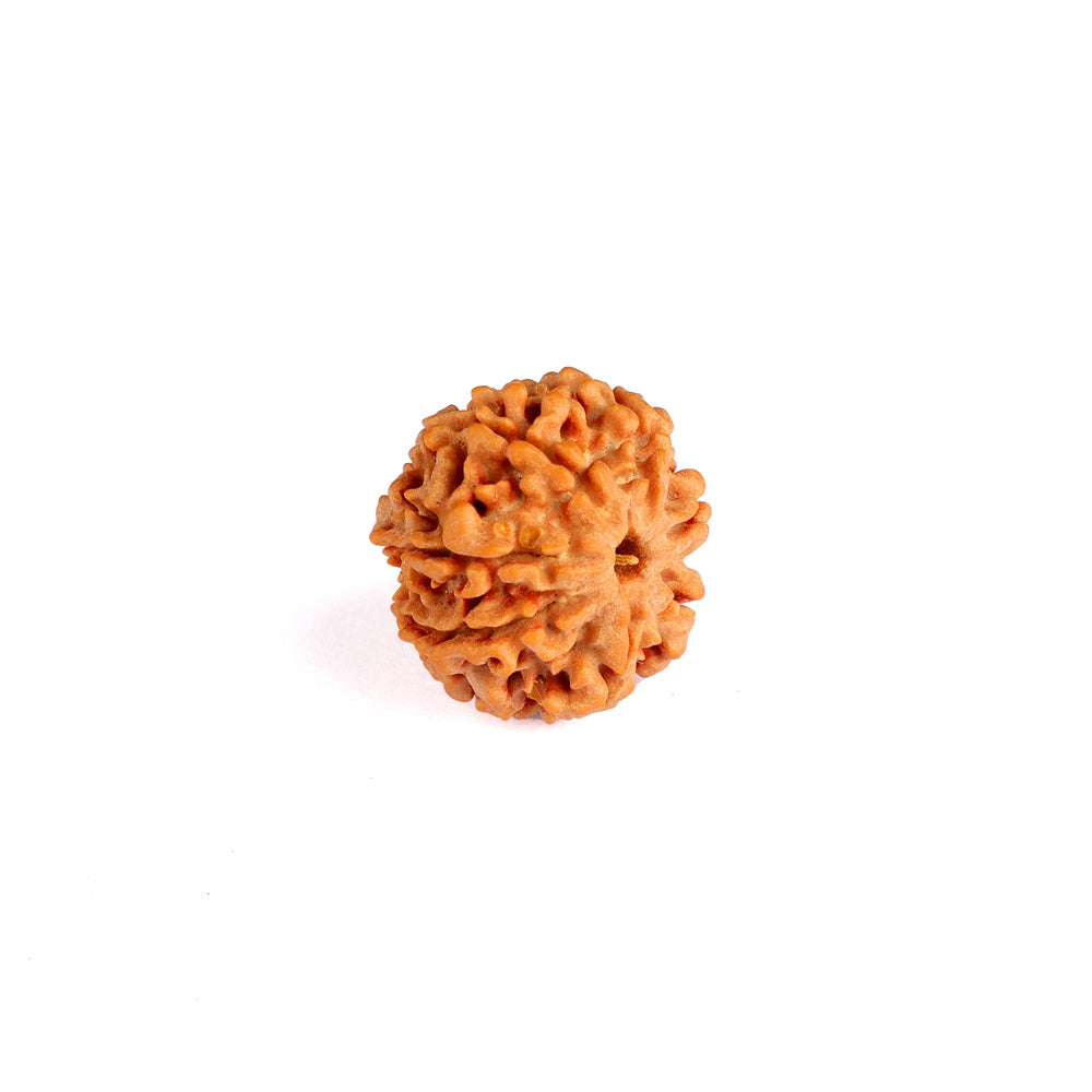 7 Mukhi Rudraksha (Regular)