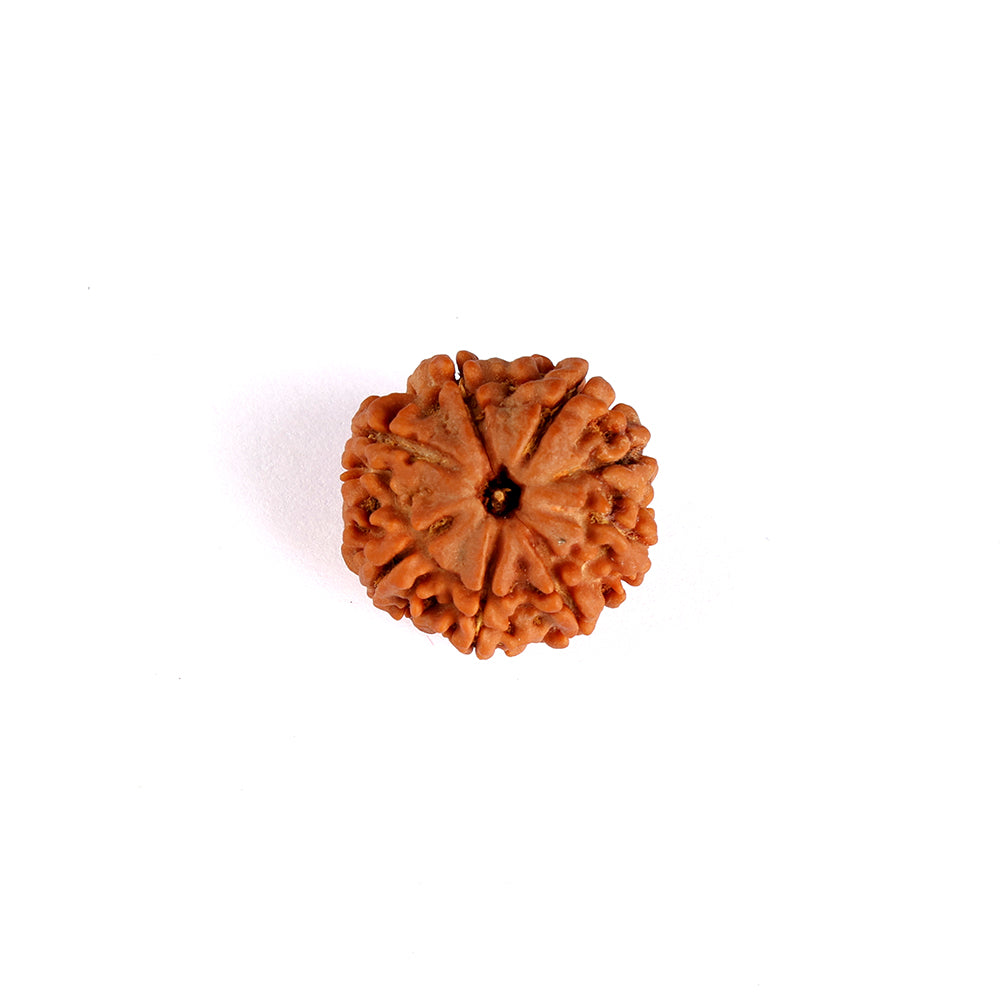 8 Mukhi Rudraksha (Super Collector)