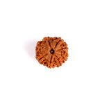 8 Mukhi Rudraksha (Regular)