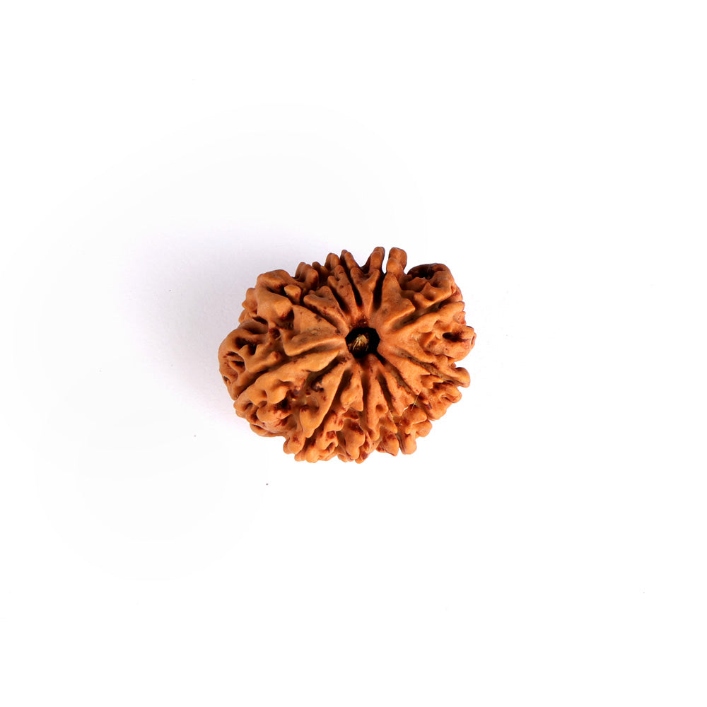 11 Mukhi Rudraksha (Regular)