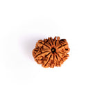 11 Mukhi Rudraksha (Regular)
