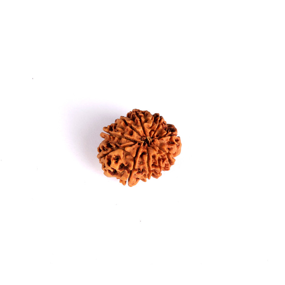 11 Mukhi Rudraksha (Super Collector)
