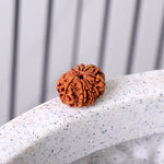 12 Mukhi Rudraksha (Super Collector)