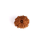 12 Mukhi Rudraksha (Regular)