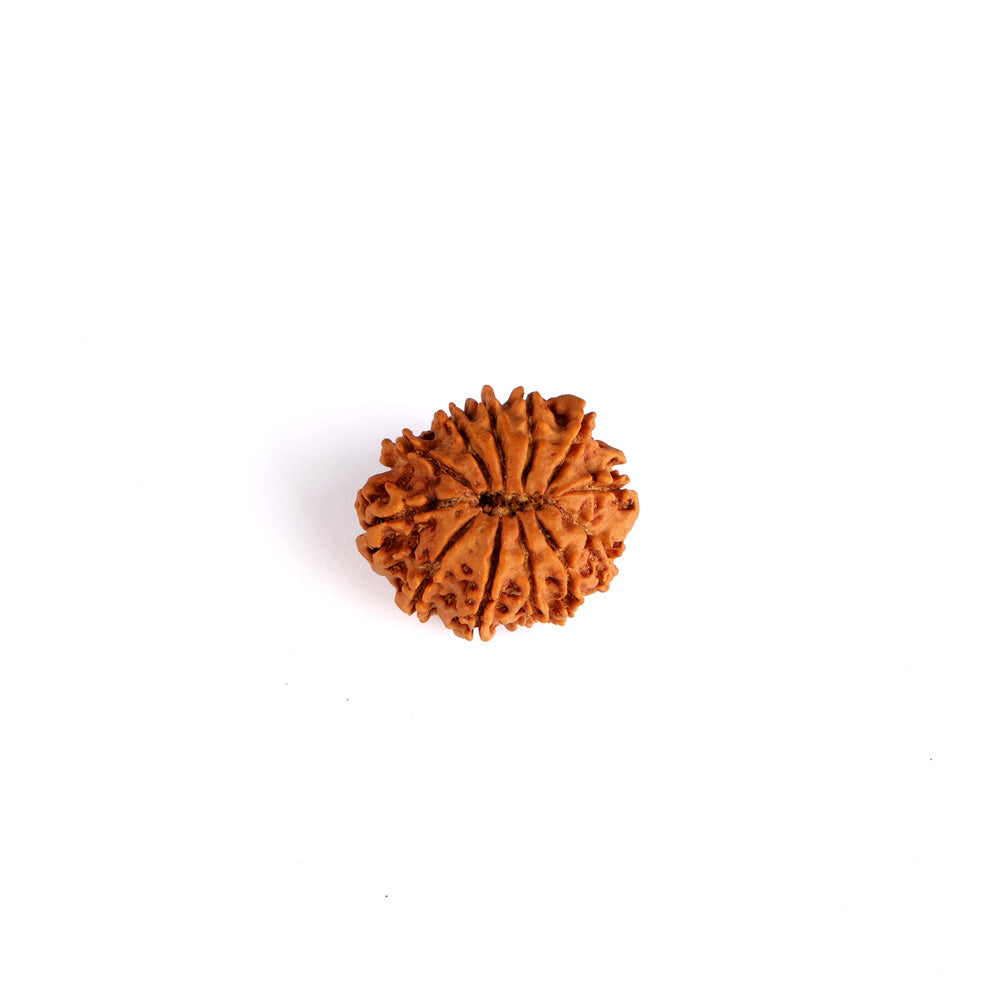 12 Mukhi Rudraksha (Regular)