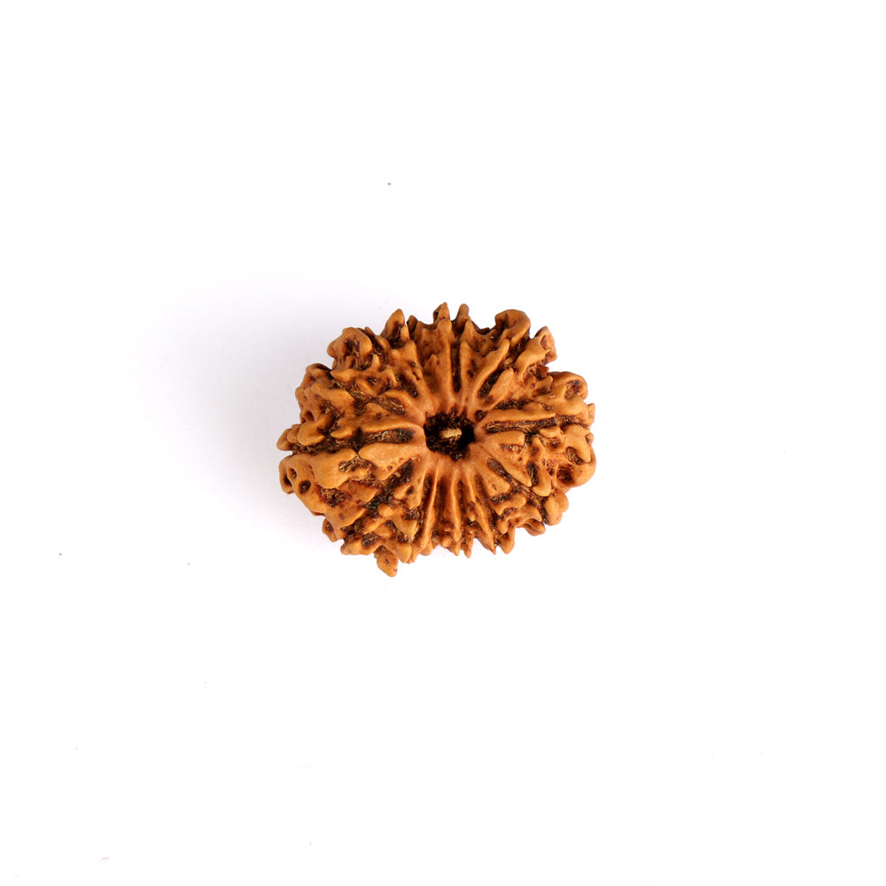 13 Mukhi Rudraksha (Regular)