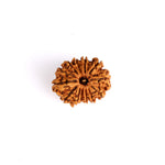 13 Mukhi Rudraksha (Regular)