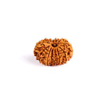 13 Mukhi Rudraksha (Super Collector)