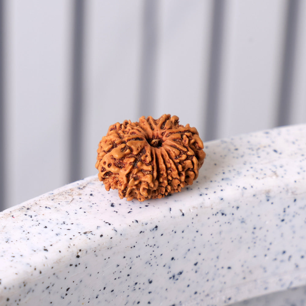 13 Mukhi Rudraksha (Super Collector)