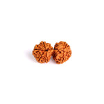 9 Mukhi Gauri Shankar Rudraksha (Super Collector)