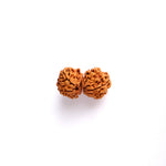 9 Mukhi Gauri Shankar Rudraksha (Super Collector)