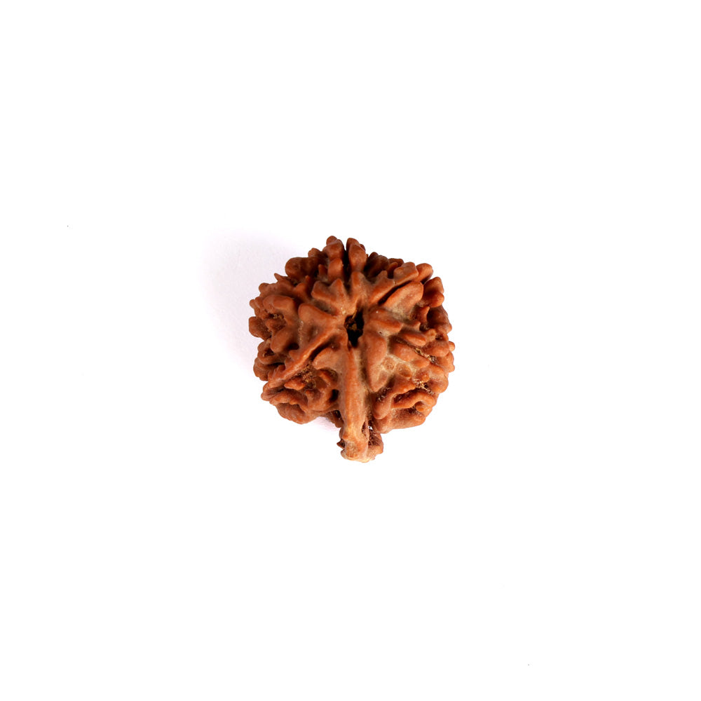 5 Mukhi Ganesh Rudraksha (Collector)