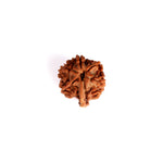 5 Mukhi Ganesh Rudraksha (Collector)