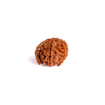 5 Mukhi Ganesh Rudraksha (Regular)