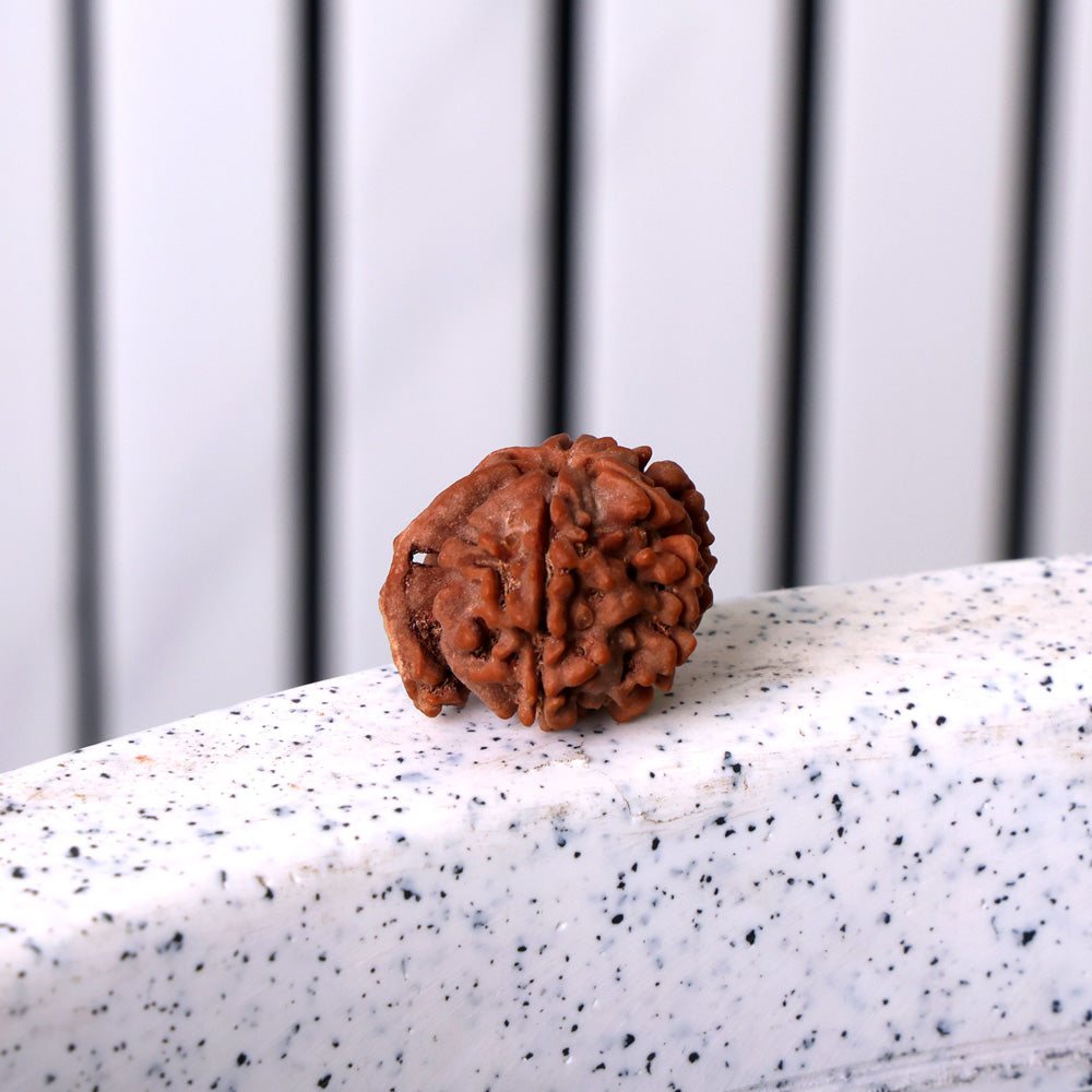 5 Mukhi Ganesh Rudraksha (Regular)