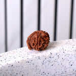 9 Mukhi Rudraksha (Regular)